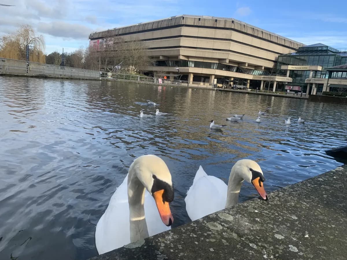 The National Archives building at Kew beside a pond with swans